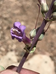 Penstemon pachyphyllus