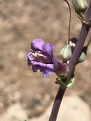 Penstemon pachyphyllus