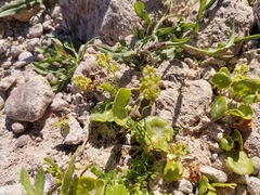 Hydrocotyle prolifera