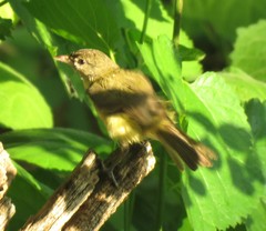 Vireo bellii