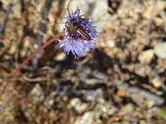 Stenurella approximans