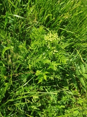 Anthriscus sylvestris
