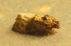 Ecdytolopha mana