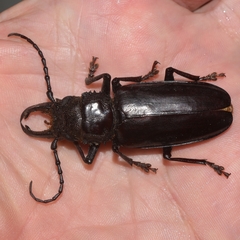 Nothopleurus lobigenis