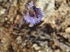 Stenurella approximans