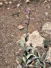 Penstemon pachyphyllus