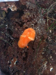 Aldisa sanguinea