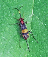 Compsocryptus melanostigma