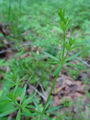 Galium concinnum