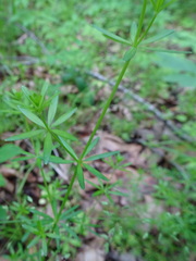 Galium concinnum
