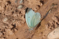 Ganyra phaloe