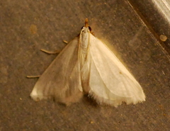Leptosteges vestaliella