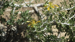Zygophyllaceae