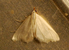 Leptosteges vestaliella