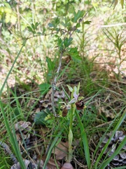 Ophrys fuciflora