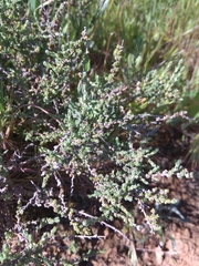 Artemisia herba-alba