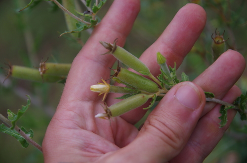 Image of Mentzelia albescens by (c) Eric Knight, some rights reserved (CC BY)