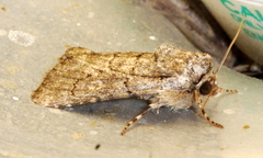 Sympistis induta