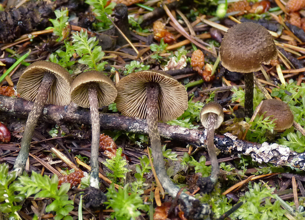 greenfoot fibrecap