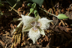 Calochortus westonii