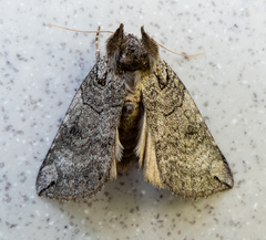 Euthyatira semicircularis