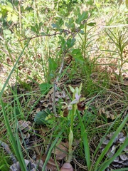 Ophrys fuciflora