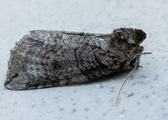 Euthyatira semicircularis