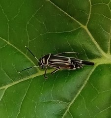 Ripipteryx rivularia