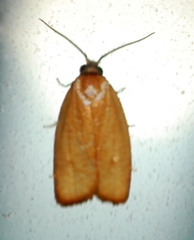 Sparganothis demissana