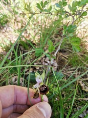 Ophrys fuciflora