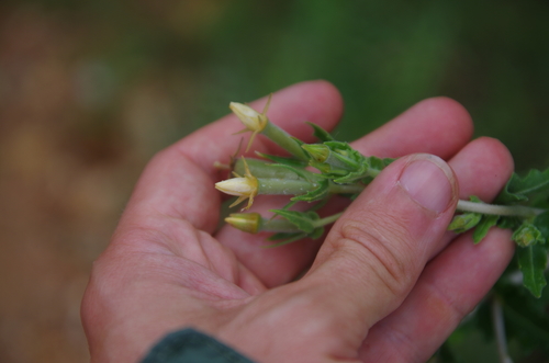 Image of Mentzelia albescens by (c) Eric Knight, some rights reserved (CC BY)