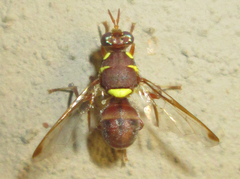 Bactrocera