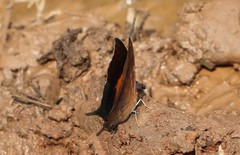 Marpesia furcula