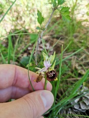 Ophrys fuciflora