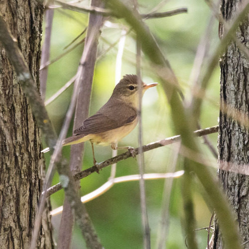 Carricero de Blyth (Acrocephalus dumetorum)