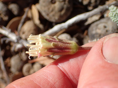 Image of Chaenactis santolinoides by (c) George Williams, some rights reserved (CC BY)