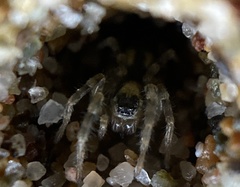Arctosa perita