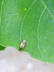 Stratiomyomorpha