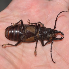 Nothopleurus lobigenis