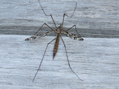 Tipula trivittata