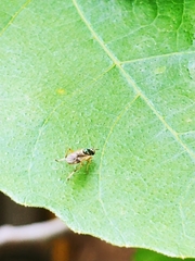 Stratiomyomorpha