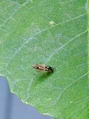 Stratiomyomorpha