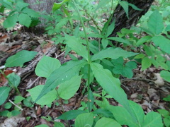 Silene stellata