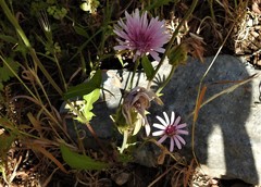 Crepis rubra