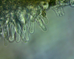 Panaeolus fimicola