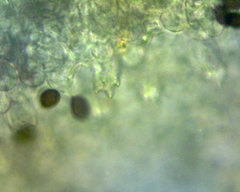 Panaeolus fimicola
