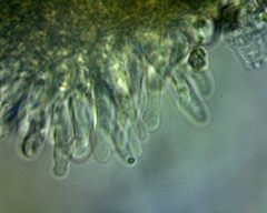 Panaeolus fimicola