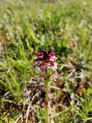 Neotinea ustulata ustulata