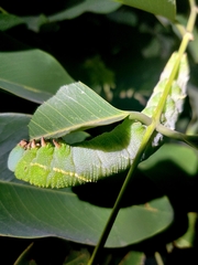 Smerinthinae
