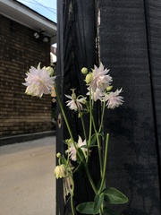 Aquilegia vulgaris